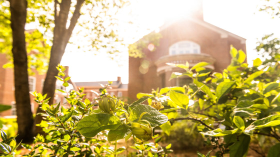 sun illuminating foliage with building in background